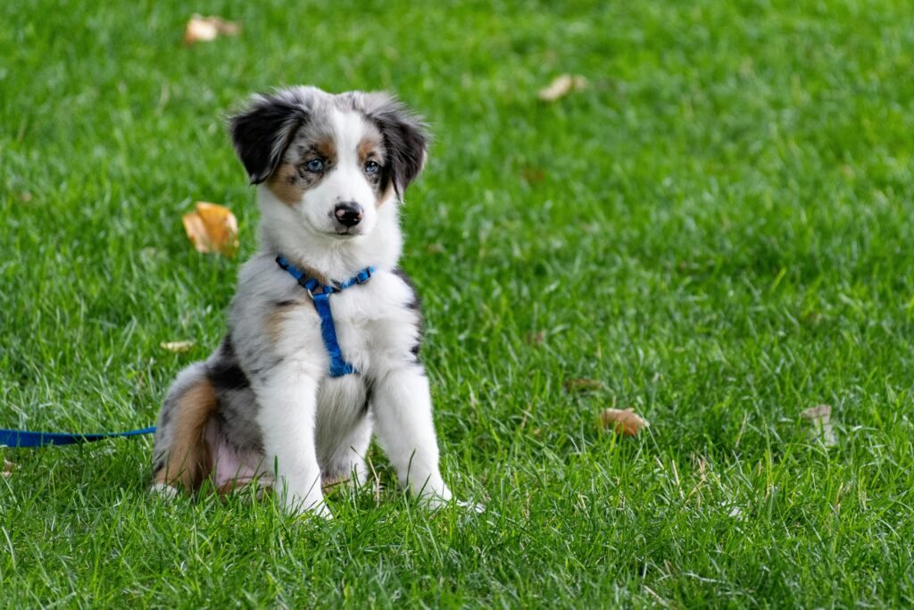 A small dog sits in the grass, wearing a leash, enjoying a sunny day outdoors.