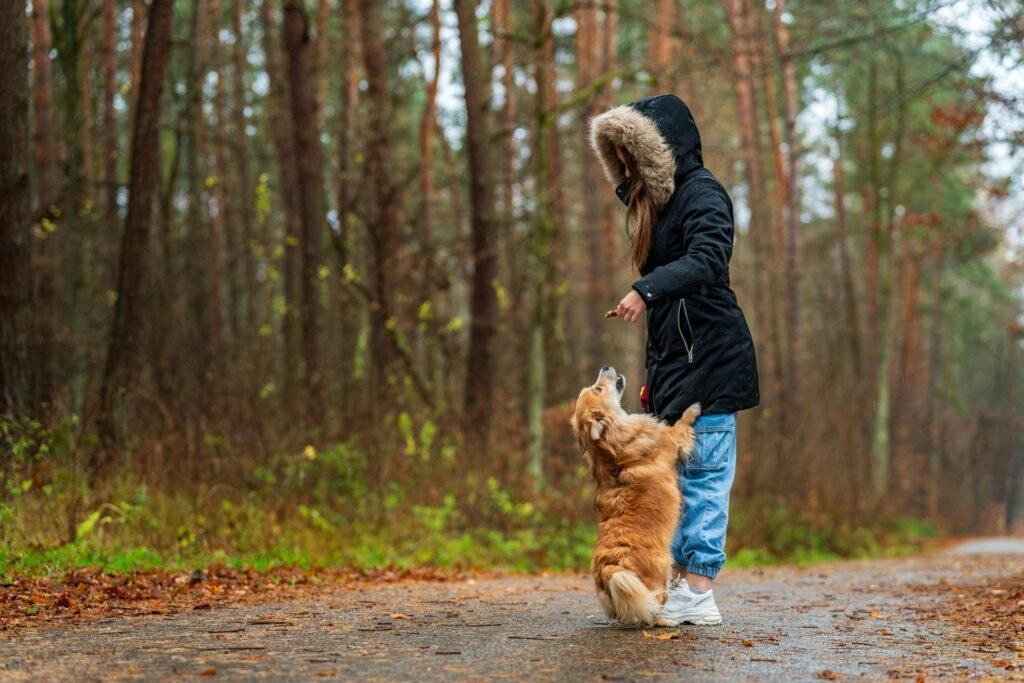  In a tranquil forest, a woman walks with a dog on a leash, enjoying the peaceful surroundings of nature.